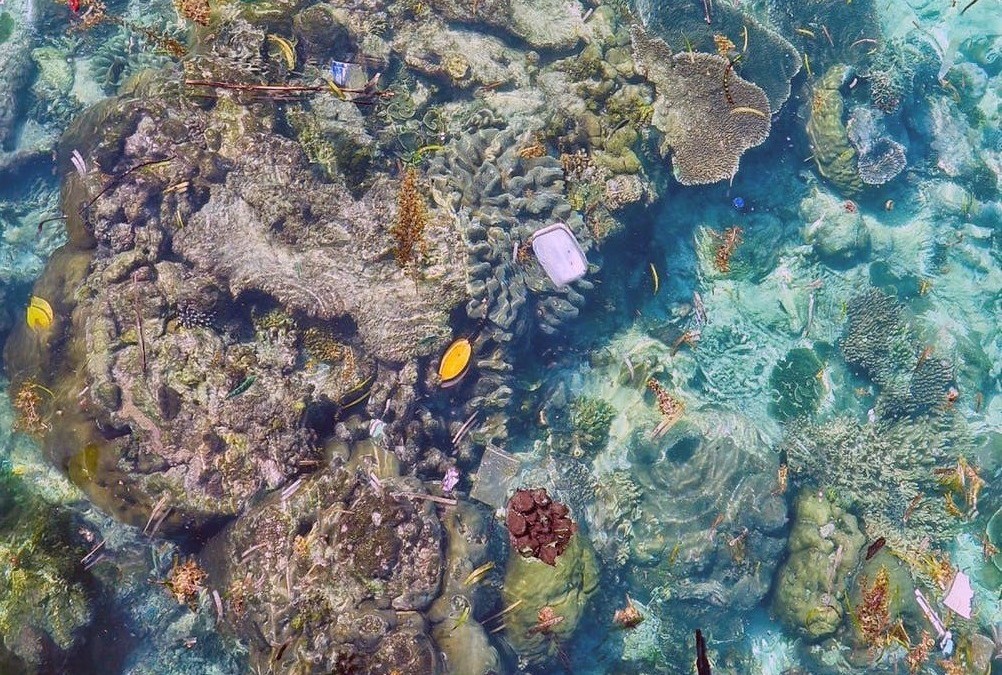 Nos déchets plastiques transmettent des maladies aux coraux