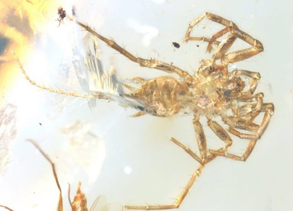 Coincée dans de l’ambre, cette ancienne araignée avec une queue n’arrive pas à trouver sa place dans l’histoire