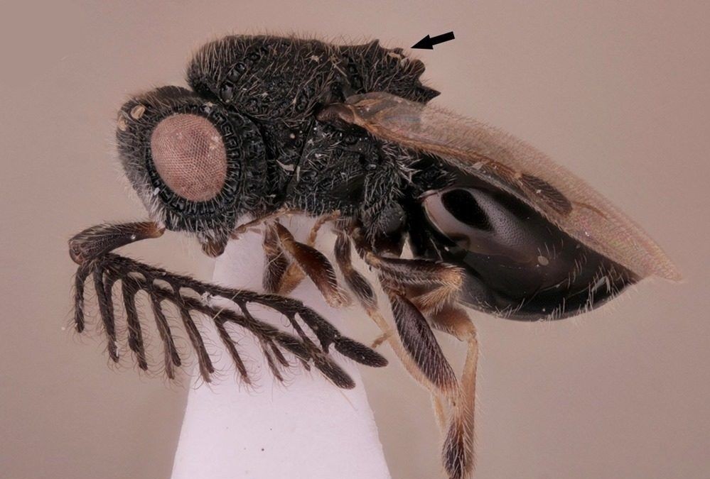 Cette guêpe parasitoïde a une petite scie sur son dos pour s’extraire du corps de sa victime