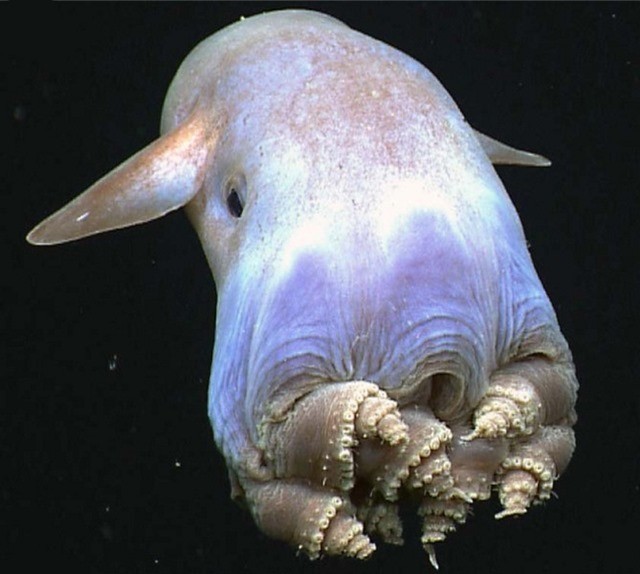 La naissance d’un octopode “Dumbo” observée pour la première fois (vidéo)