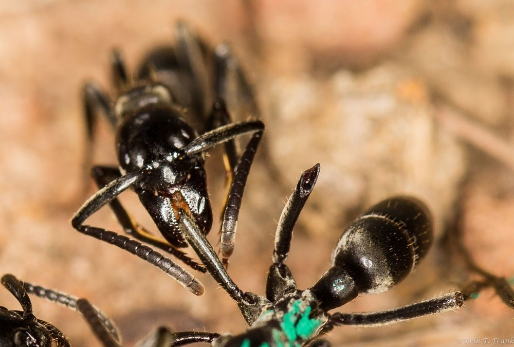 Ces fourmis soignent et sauvent au cas par cas leurs camarades blessées sur le champ de bataille