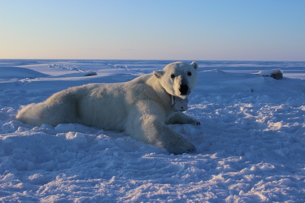Le dérèglement climatique affame les ours polaires