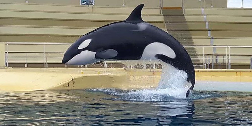 En tentant d’imiter la voix humaine les orques confirment qu’elles ne sont pas faites pour vivre en captivité