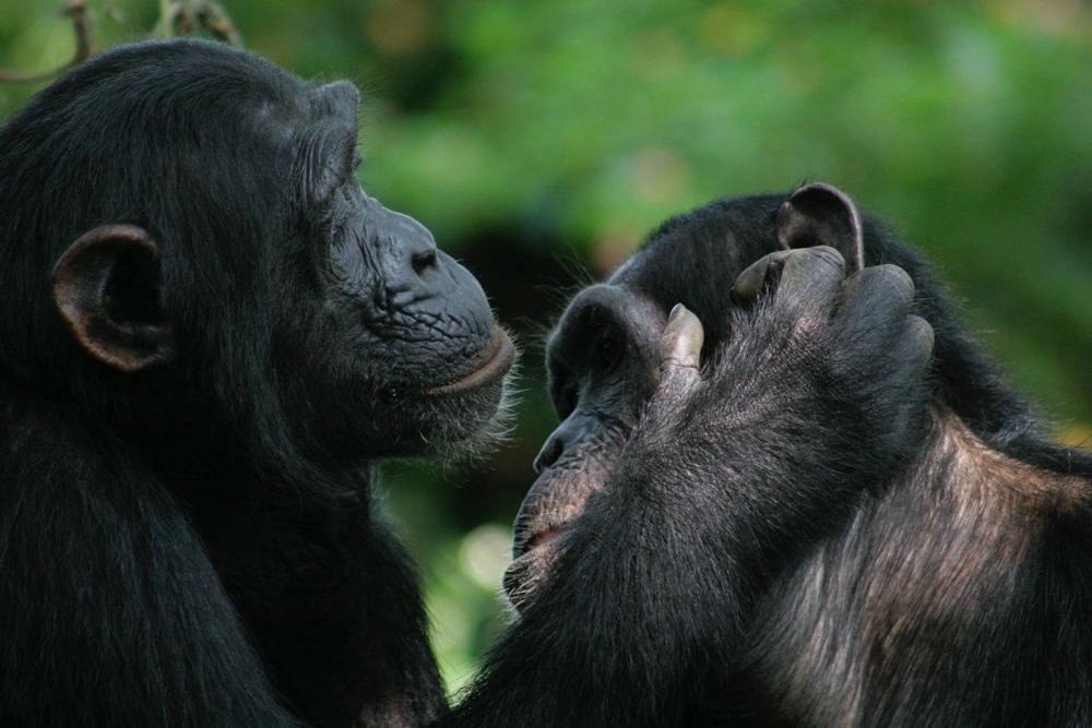 Pas mal de gestes utilisés par les bonobos et les chimpanzés partagent la même signification