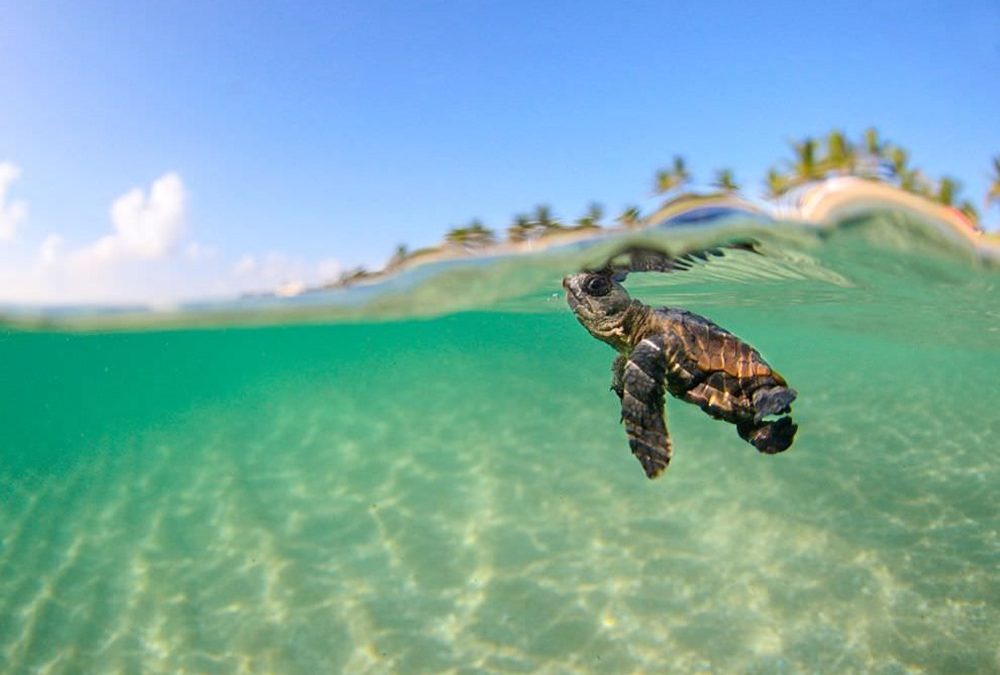 Les tortues marines utilisent les champs magnétiques de la Terre pour retourner sur leur lieu de naissance