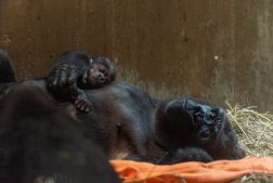Moment Kawaii: premier geste d’une mère gorille pour son petit (Vidéo)