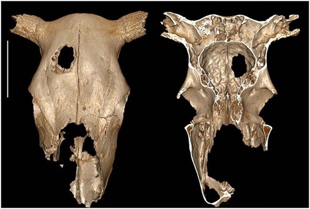 Antiques vétos : premières preuves de chirurgie crânienne sur un animal