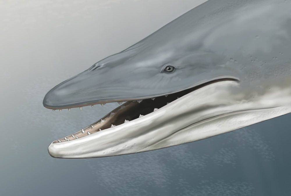 Les ancêtres des baleines bleues disposaient de dents étonnamment tranchantes