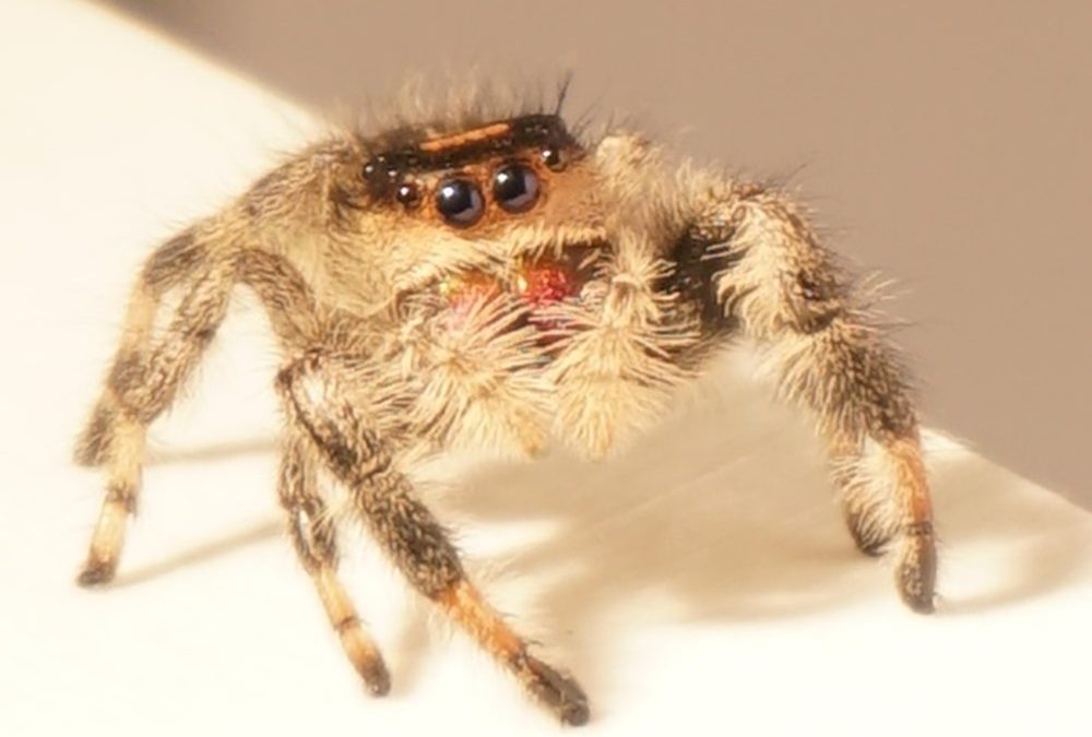 Des scientifiques ont appris à une araignée à sauter sur commande