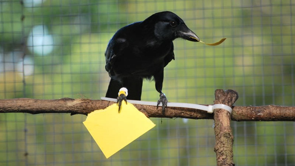 Les corbeaux de Nouvelle-Calédonie peuvent fabriquer des outils de mémoire