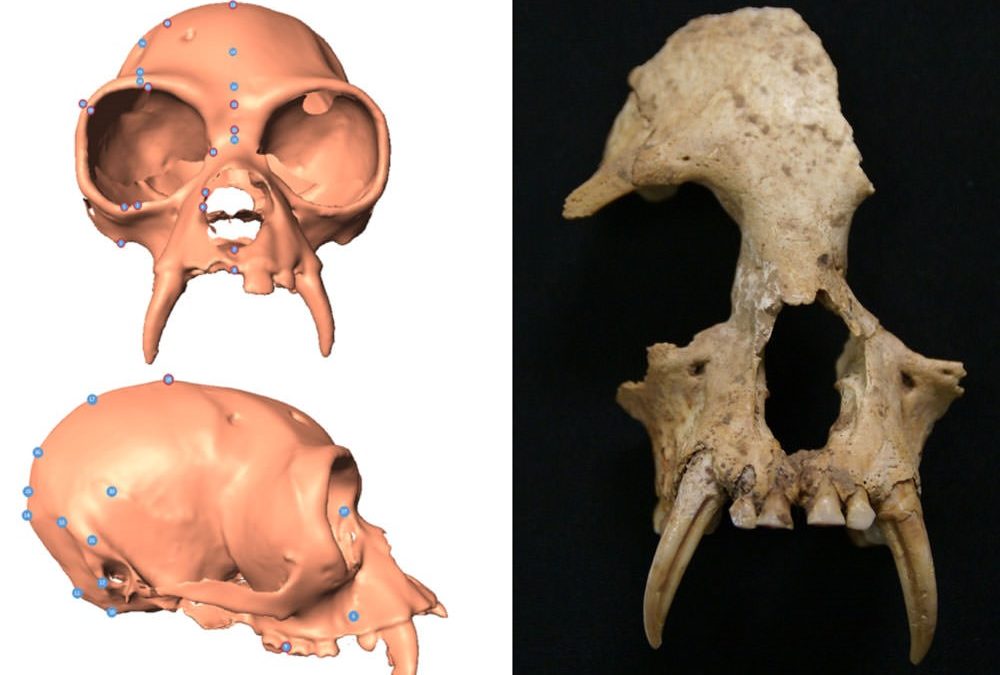 Une ancienne espèce de Gibbon inconnue et trouvée dans une tombe d’une noble chinoise fut aussi la victime de l’humain