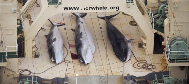 “Pour la science” 112 baleines gestantes ont été tuées