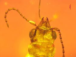 Coincé dans de l’ambre, un coléoptère de 99 millions d’années et ancêtre des pollinisateurs