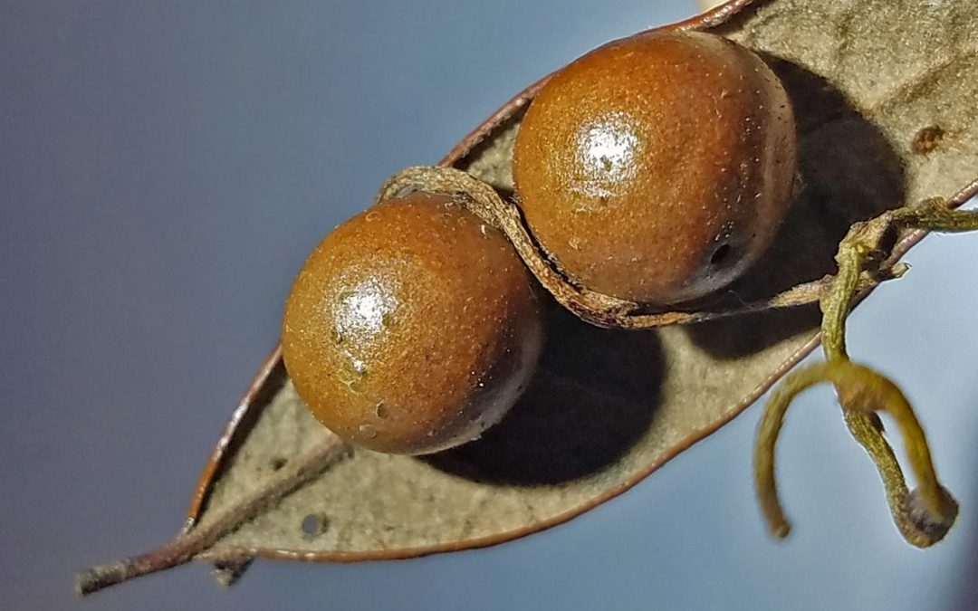 Le parasite parasité : une guêpe parasite des arbres, une vigne parasite la guêpe
