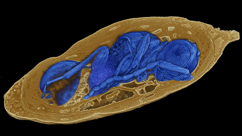 Des fossiles révèlent d’anciennes guêpes parasites encore à l’intérieur de leurs victimes