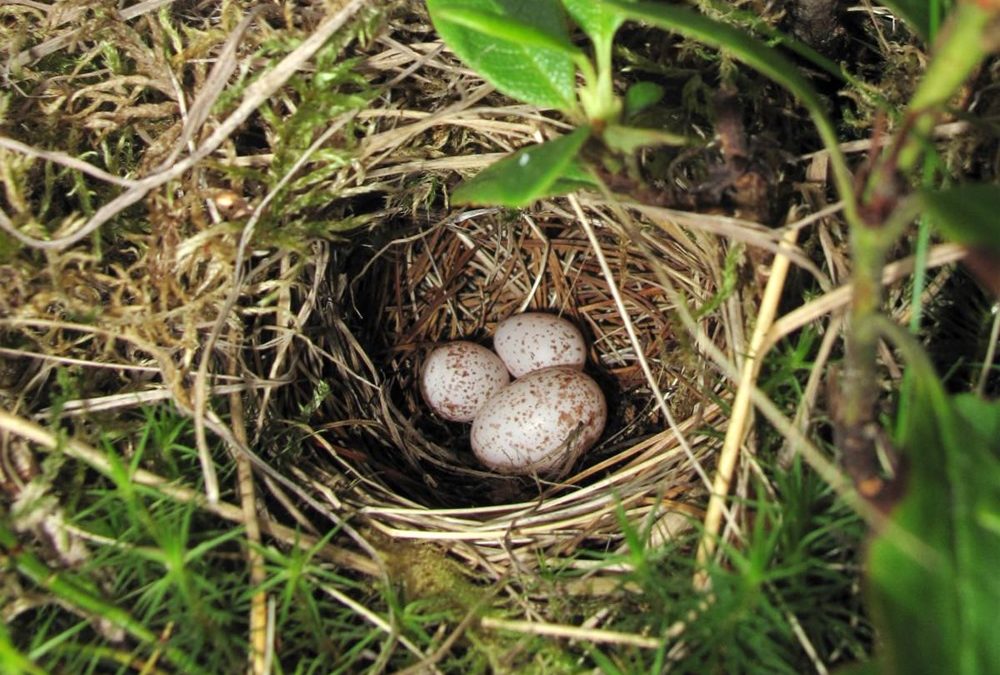 Le coucou change la forme de ses œufs en fonction des occupants du nid qu’ils squattent