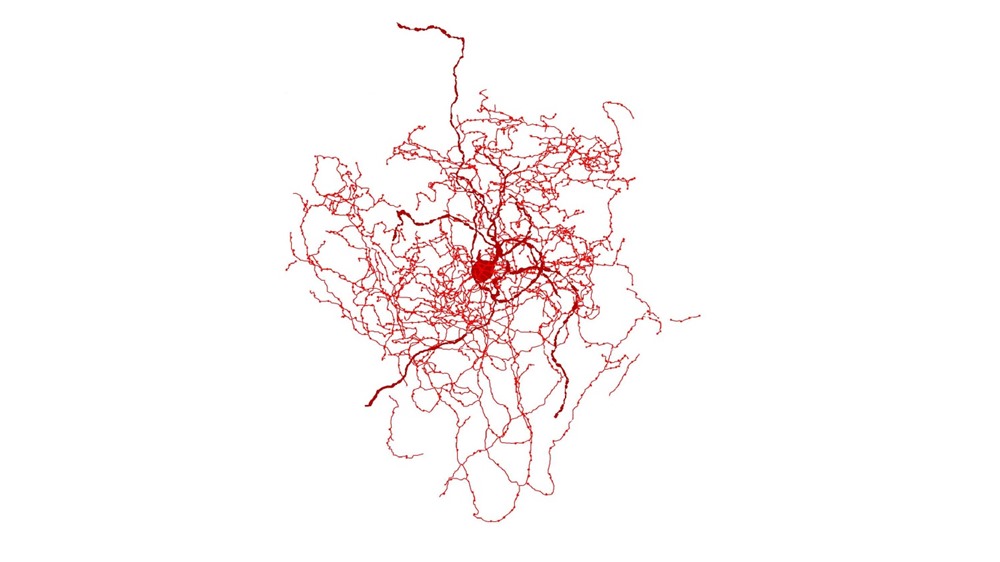 Découverte d’un nouveau type de neurone chez l’humain