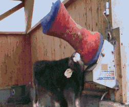 Plaisir bovin : pour les vaches, une brosse mécanique est tout aussi désirable qu’un bon repas