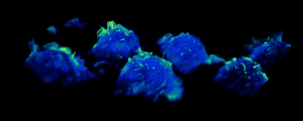 Une étonnante vidéo montre comment les macrophages détectent les agents pathogènes dans notre corps