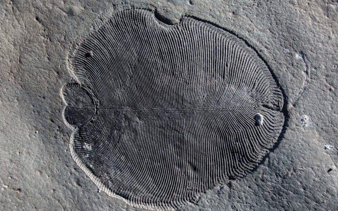 De la graisse fossile révèle le plus vieil animal macroscopique à vivre sur Terre il y a 558 millions d’années