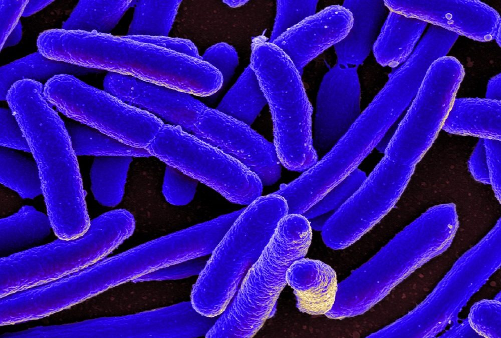 Des bactéries se mettent en hibernation pour laisser passer les antibiotiques