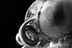 Vidéo : saisissante vue au microscope électronique à balayage d’un papillon