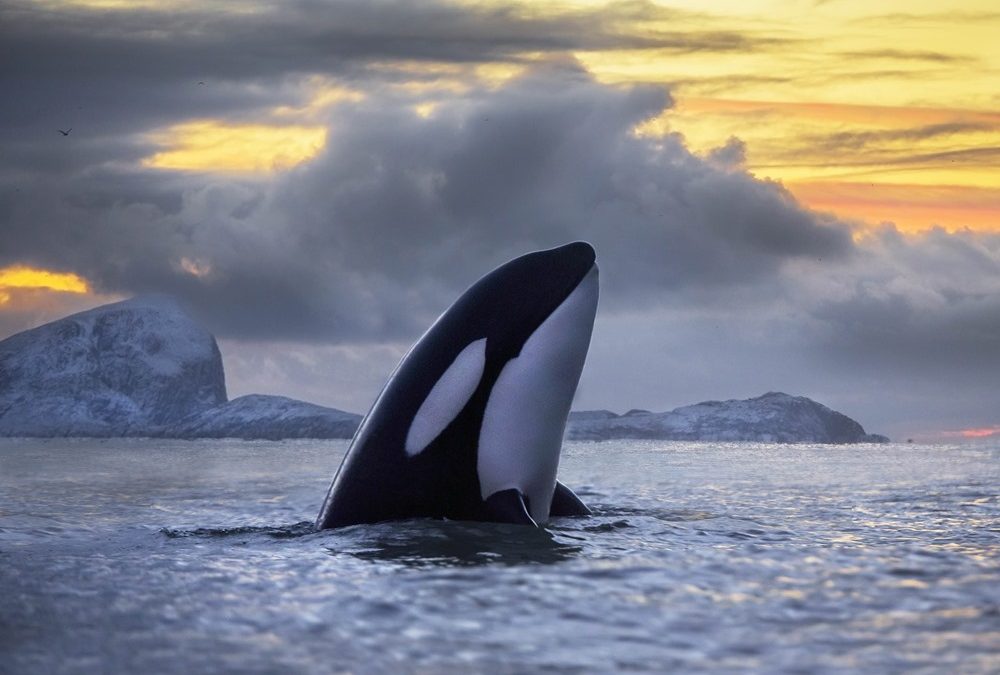 Plus de la moitié des orques du monde pourraient disparaitre dans les 30 prochaines années, empoisonnées par nos résidus chimiques