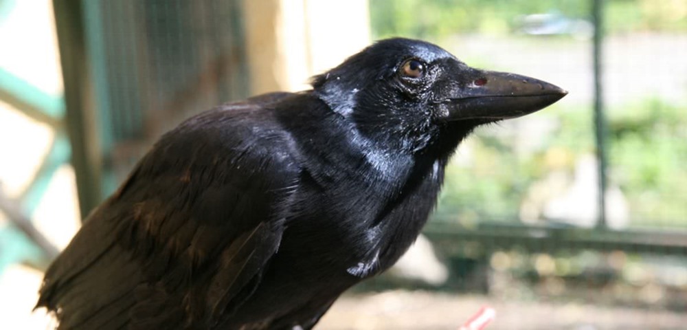 Les corbeaux sont assez intelligents pour fabriquer des outils composés de plusieurs parties