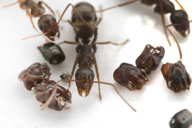 Sur les fourmis qui collectionnent les têtes de leurs victimes