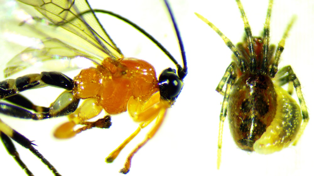 Une guêpe parasite prend le contrôle d’araignées pour les forcer à construire des chambres d’incubation pour leurs larves