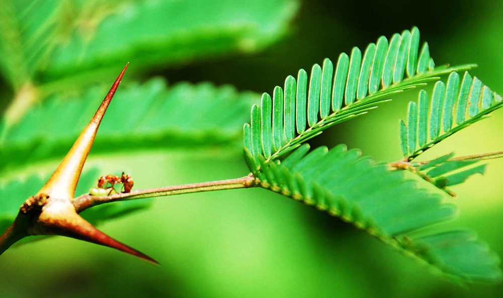 En les protégeant, ce sont en réalité les plantes qui ont évolué pour manipuler les fourmis