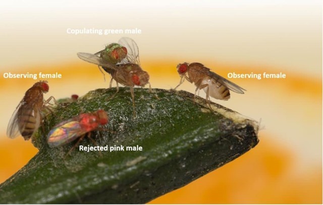Les mouches des fruits ont la capacité cognitive d’apprendre et d’adopter les préférences sexuelles de leurs congénères et peut-être de les transmettre sur le plan culturel