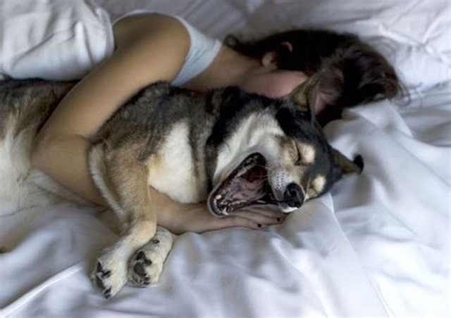 Désolé messieurs, mais les femmes dorment bien mieux accompagnées de leur chien