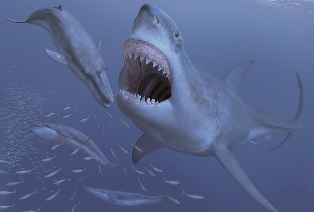 L’ancien et gigantesque requin Mégalodon a peut-être été supplanté par le grand requin blanc