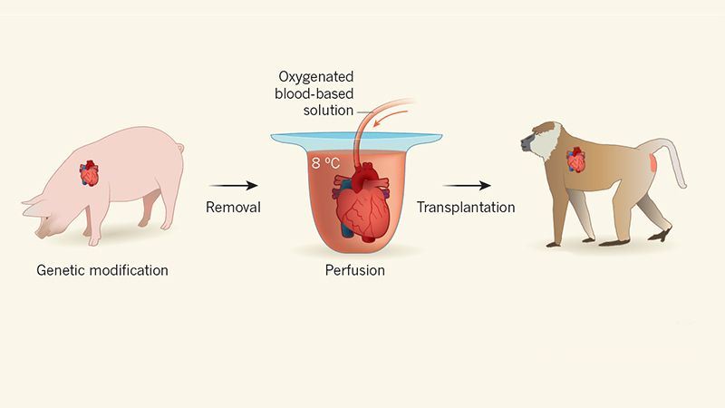 Des babouins ont survécu quelque mois à une transplantions de cœurs de porcs génétiquement modifiés