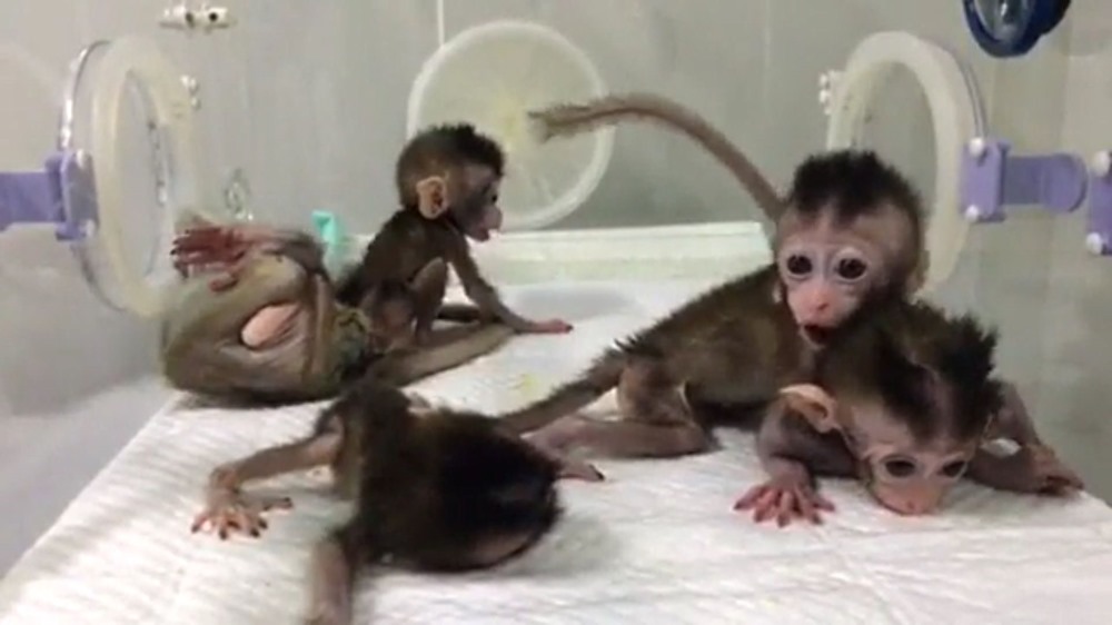 Pour la première fois, des scientifiques chinois ont cloné un primate génétiquement modifié