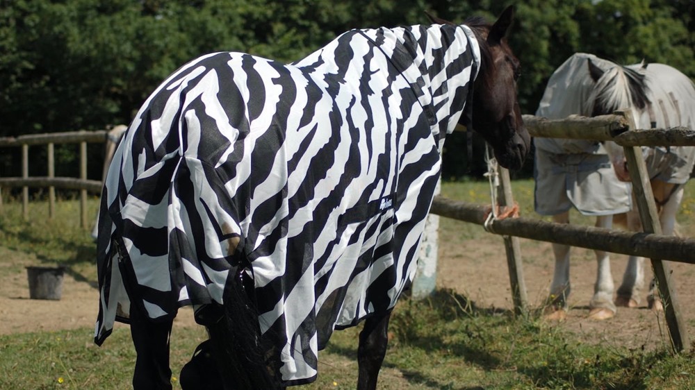 Des chercheurs ont déguisé des chevaux en zèbre pour confirmer que les rayures protègent des insectes
