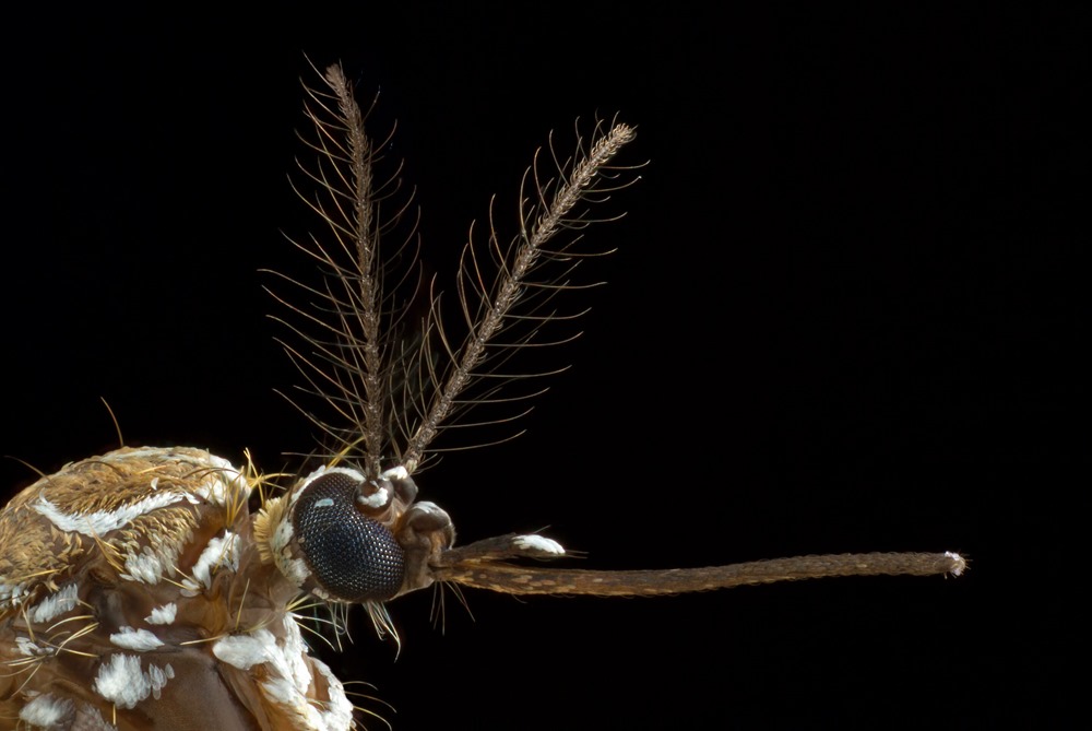 Des chercheurs précisent la manière dont les moustiques arrivent toujours à vous trouver