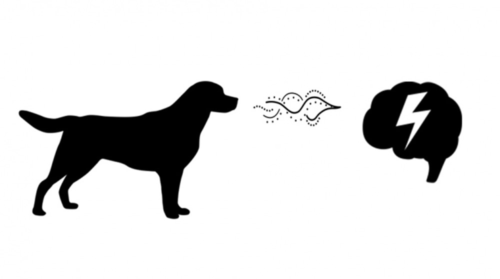 Les chiens peuvent reconnaître l’odeur d’une personne ayant une crise d’épilepsie