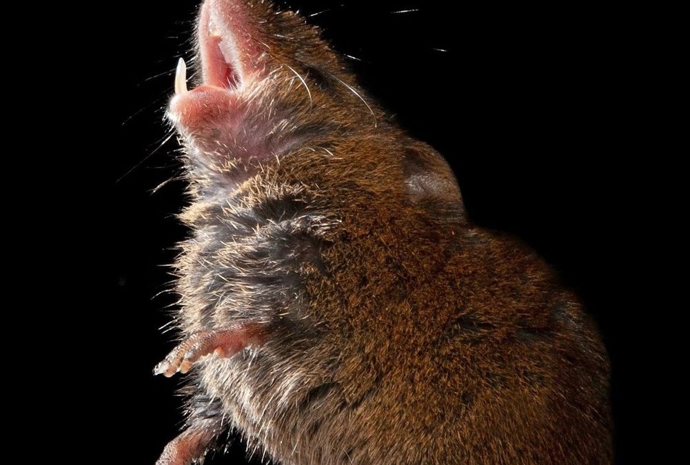 Entre elles, les souris chanteuses ne se coupent pas la parole, ce qui est plutôt rare dans le domaine animal