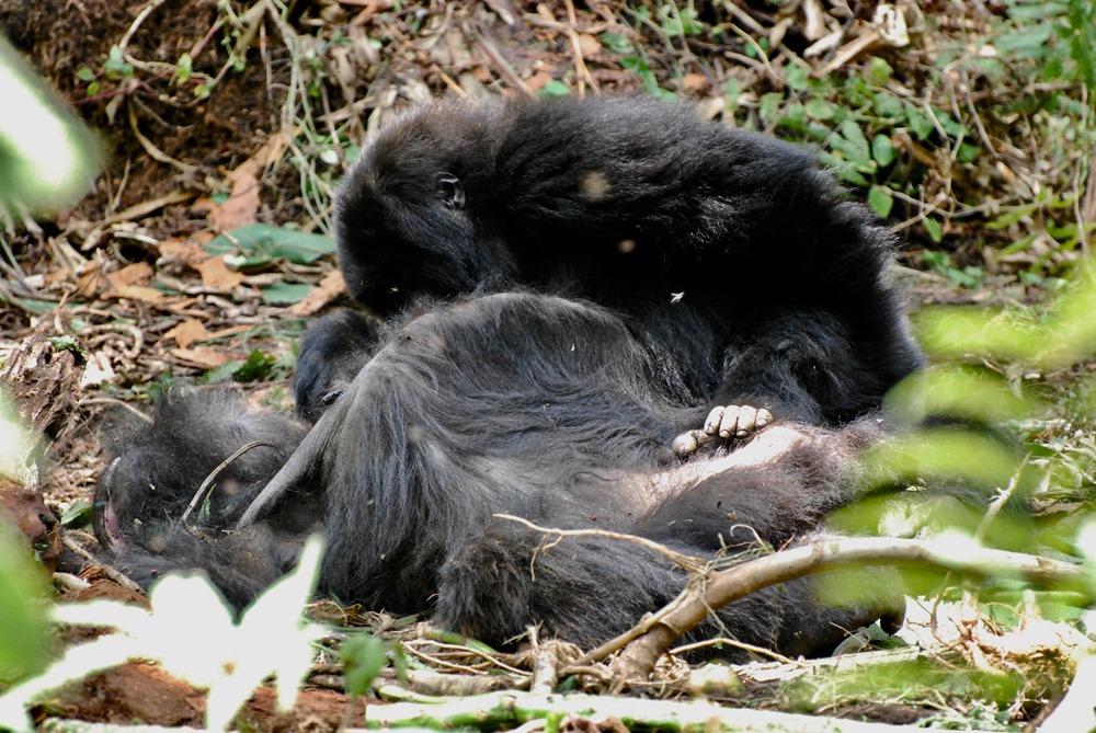Comment les gorilles réagissent face à la mort de leurs proches ou d’étrangers