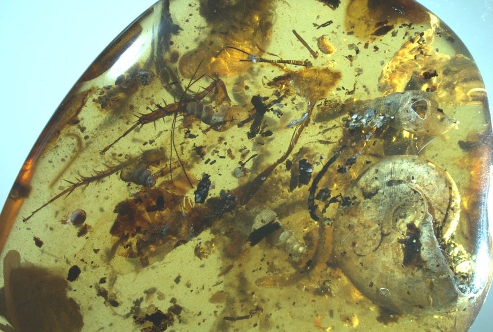 Comment d’anciennes créatures marines ont-elles été piégées dans ce morceau d’ambre ?
