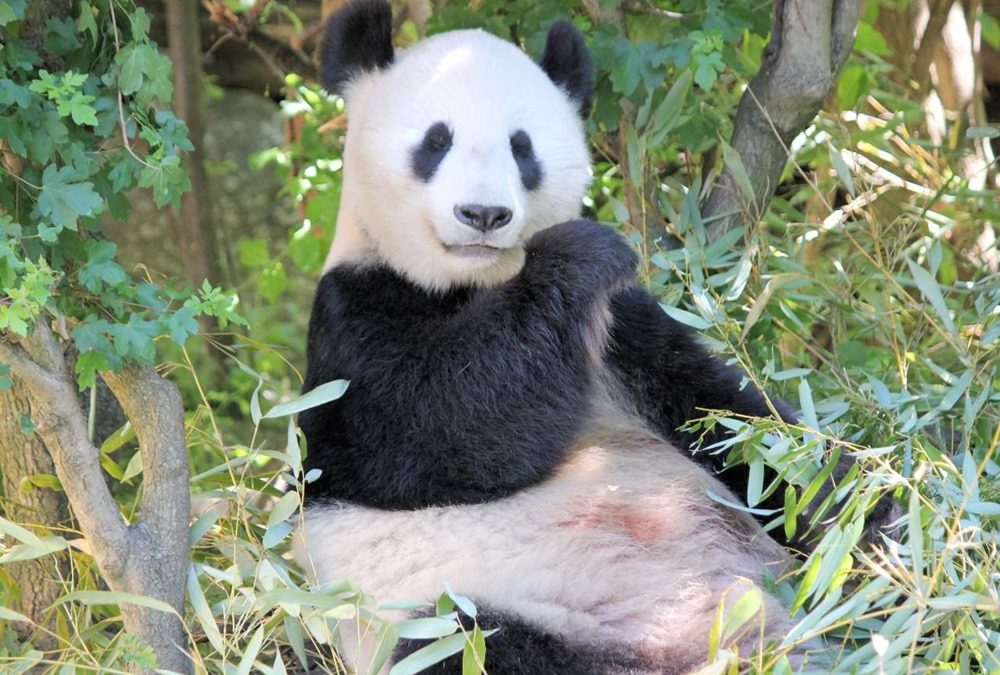 Carnivore végétalien : malgré un régime végétal, les pandas géants ont le métabolisme des plus grands amateurs de viande