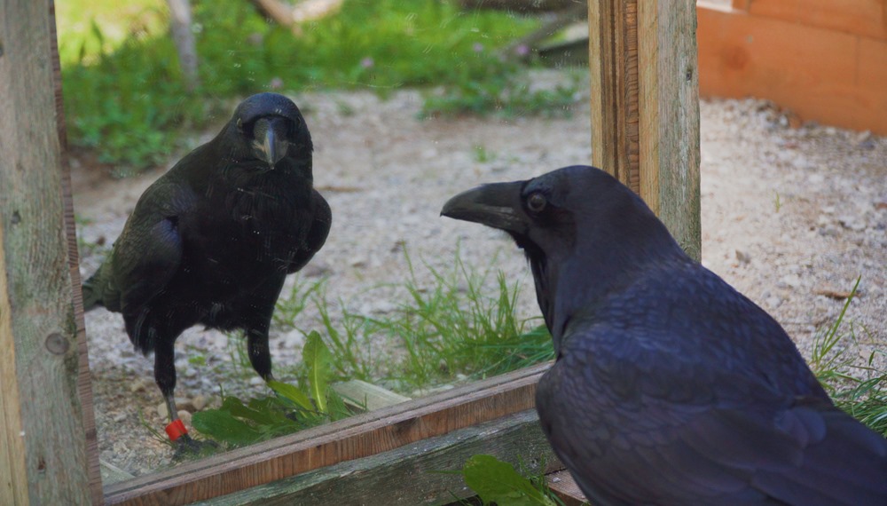 Contagion émotionnelle : les corbeaux se transmettent leurs mauvaises humeurs