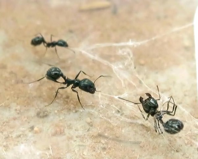 Des fourmis sauvent leurs camarades capturées dans des toiles d’araignée