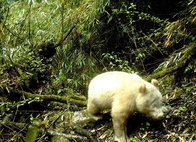La première observation connue d’un panda géant albinos