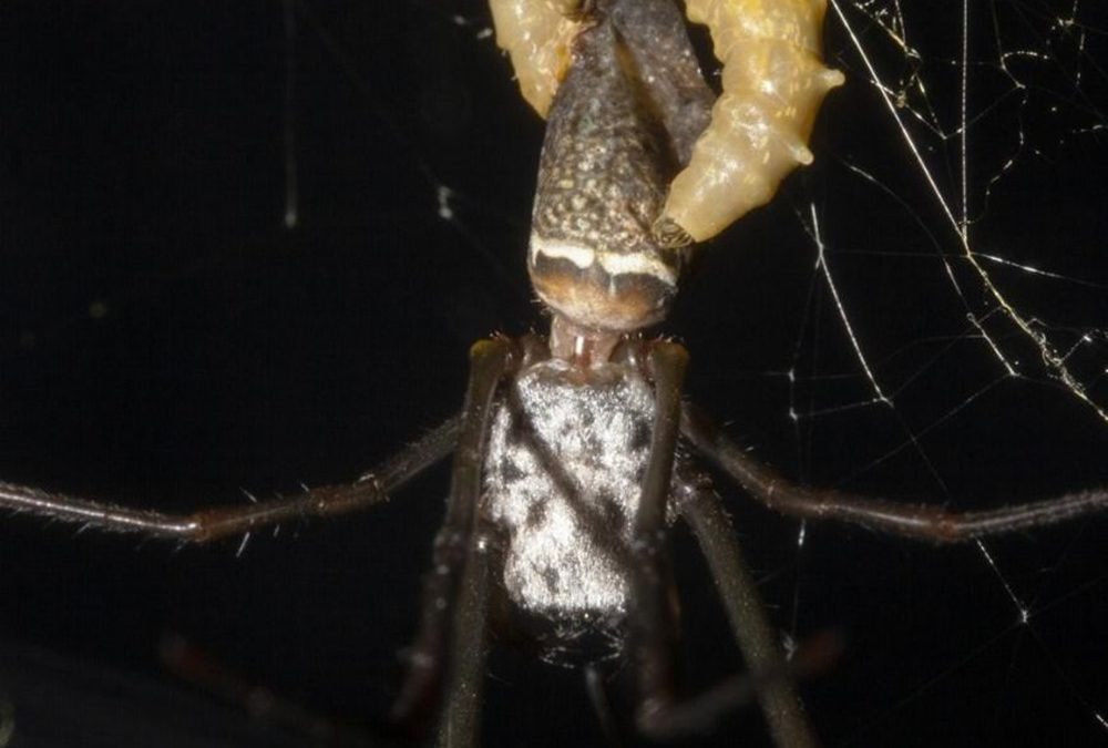 Nous savons désormais comment une guêpe parasite transforme des araignées en esclaves “zombis”