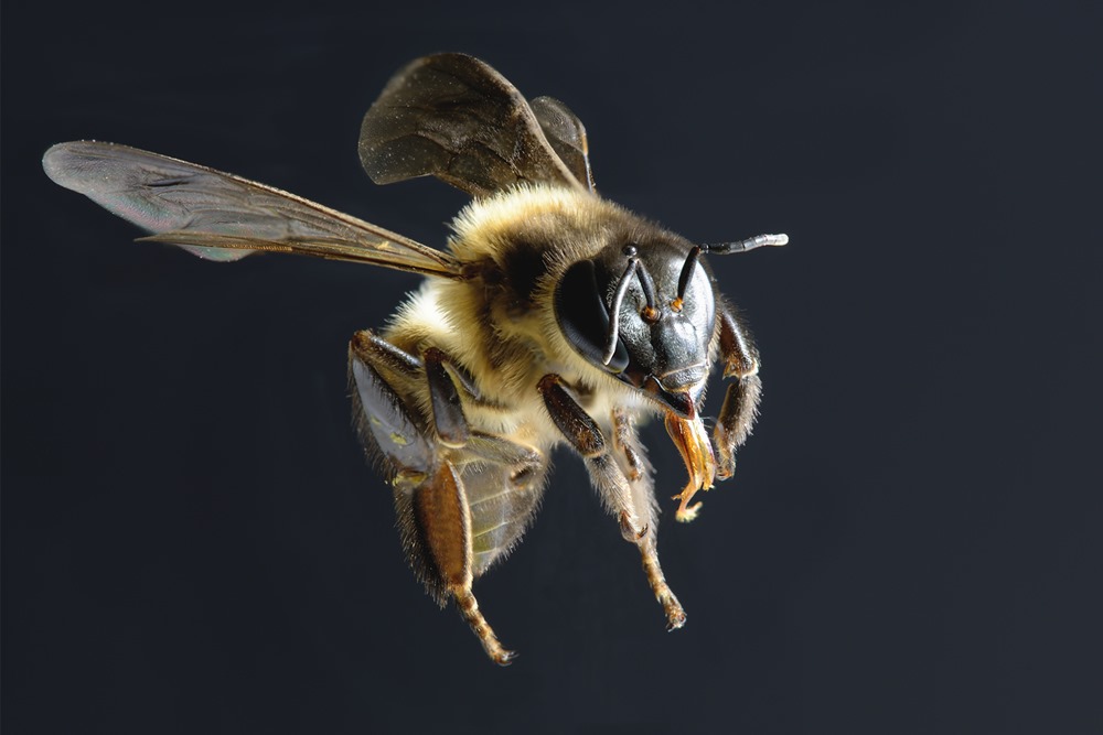 Le venin d’abeille serait "extrêmement puissant" contre le cancer du sein