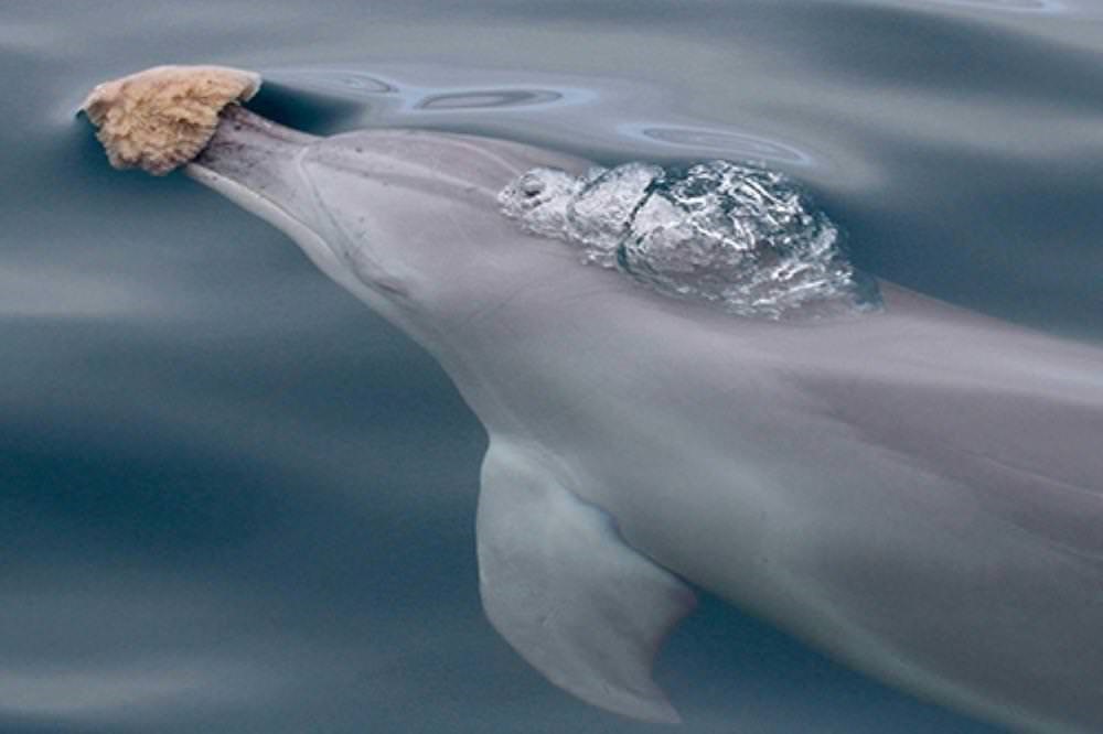 Passe-moi l’éponge : les dauphins peuvent former des liens d’amitiés en fonction de leurs intérêts communs