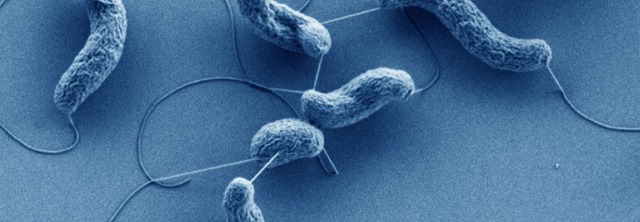 Développement d’une nouvelle méthode pour tuer les bactéries résistantes aux antibiotiques : Les rendre autodestructibles